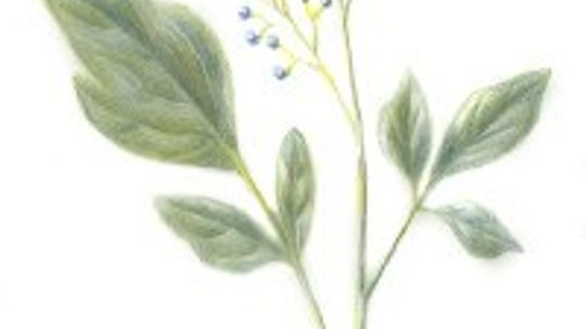 Blue Cohosh: Herbal Remedies