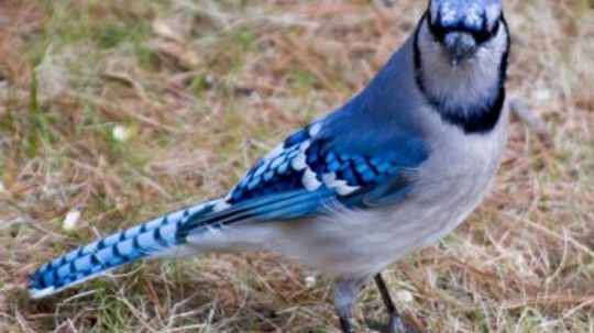 Blue Jay - Wild Birds