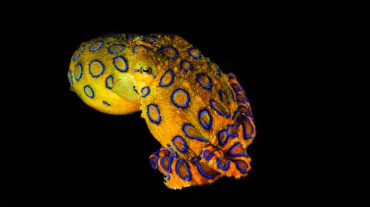 The Tiny Blue-ringed Octopus Is the Ocean's Deadliest