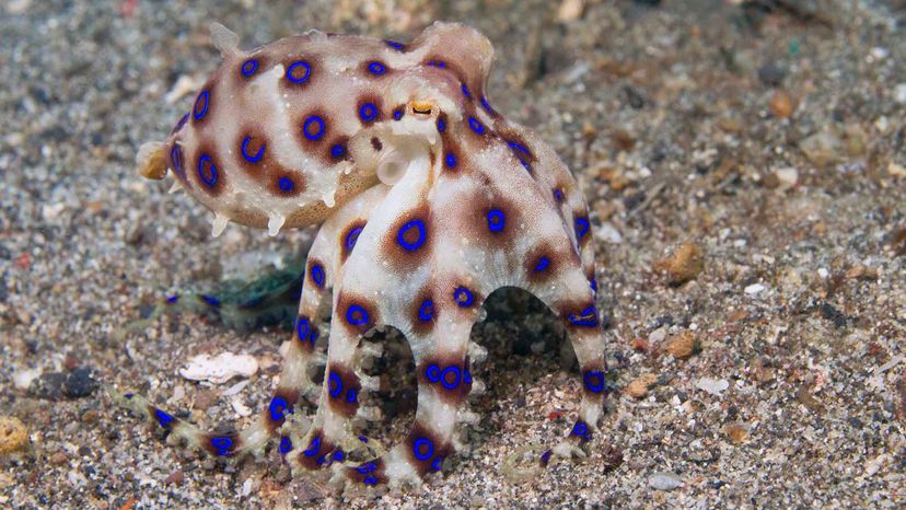 blue-ringed octopus