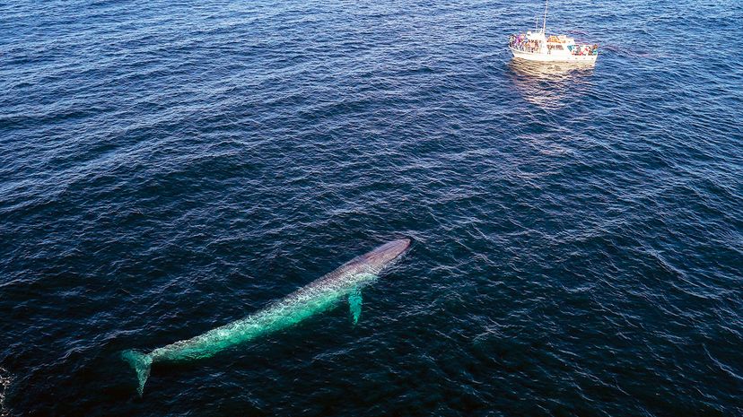 blue whales size