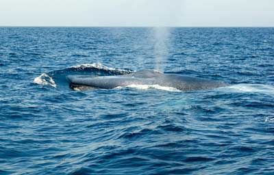 blue whale tail