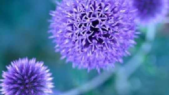 Blue to Purple Perennial Flowers