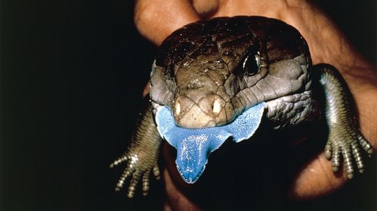 The Blue-tongued Skink Has a Heart of Gold