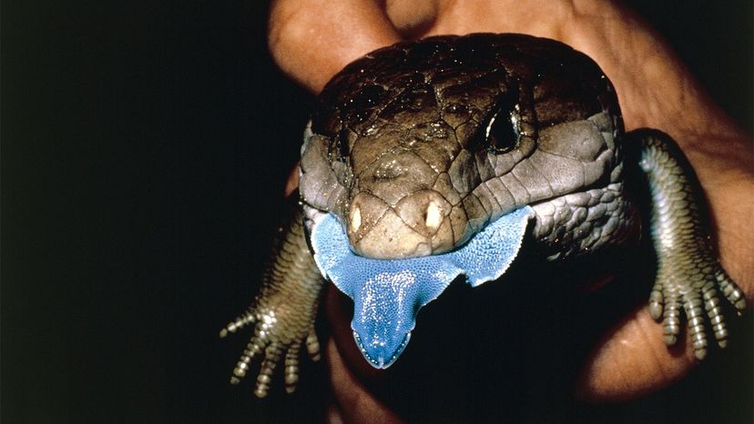 blue-tongue skink	