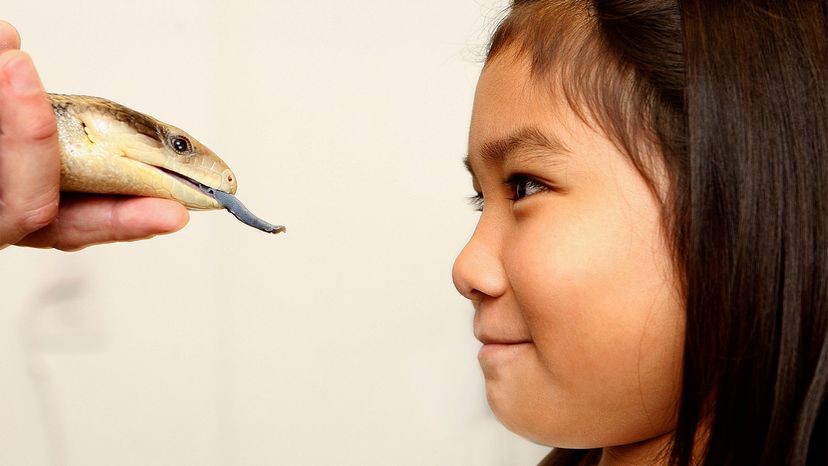 blue-tongue skink	