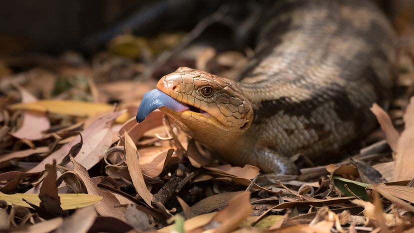 Blue-tongued skink