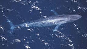 The blue whale, or Balaenoptera musculus, has surfaced as the mascot behind a dark online game of the same name.