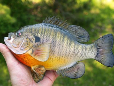 Fishing in nature for delicious food.