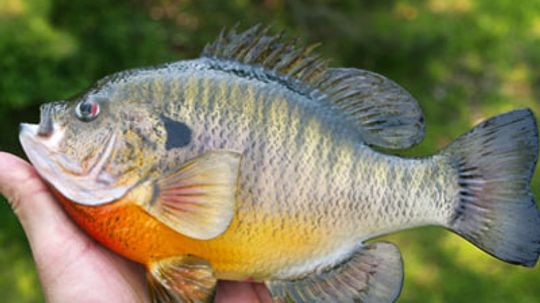 Top 4 Bluegill Fishing Tips