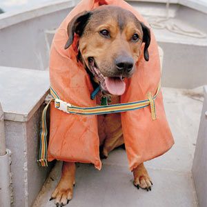 Dog wearing life-vest on boat.