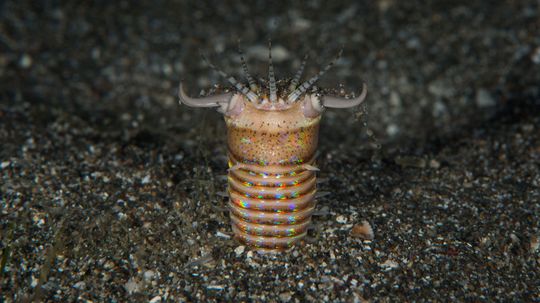 Even Poisonous Sea Creatures Can't Escape the Bobbit Worm's Jaws