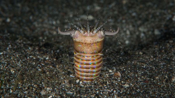 hammerhead worm bite