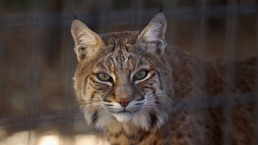 Nature Coast Critters - Get to know a neighbor: Bobcats (Lynx rufus), Local News