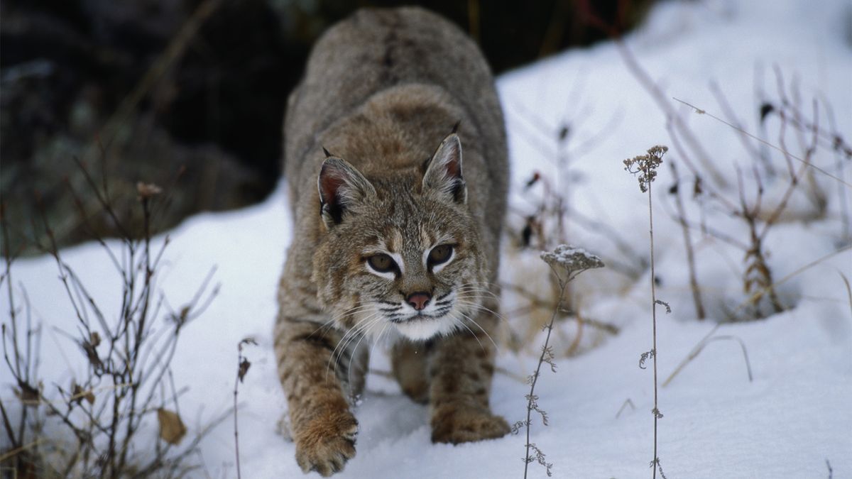 Bobcats Are Back From the Brink (and Possibly in Your Backyard) |  HowStuffWorks