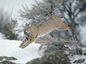 山猫表现出一种凶猛的狩猎风格，可以大跳一跳地捕捉猎物。看大猫的图片。＂width=