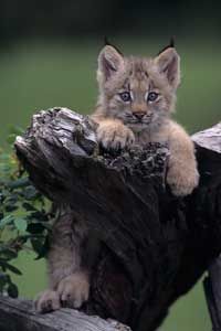 这只加拿大山猫可能看起来很可爱，但看看它的爪子。＂border=