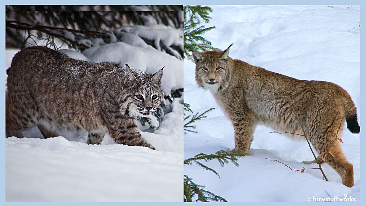 The Canadian Lynx is medium sized cat (family Felidae) that lives in Canada  and the Northern USA (including Alaska). They have long legs and large  broad paws that are covered in fur.