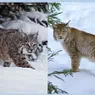What's the Difference Between a Bobcat and a Lynx?
