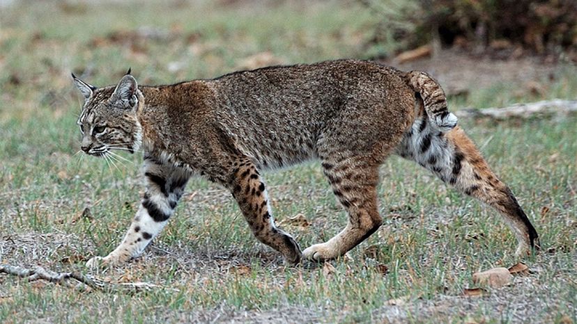 bobcat-lynx	