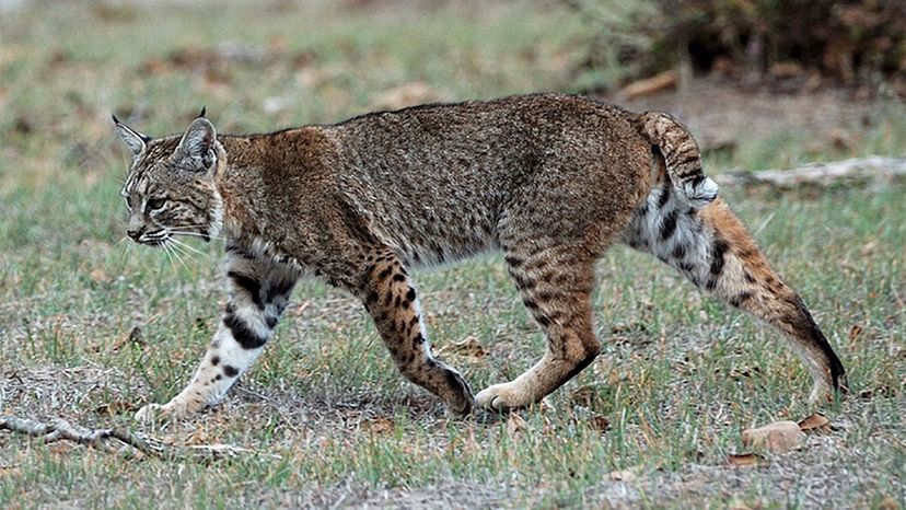 bobcat-lynx”border=