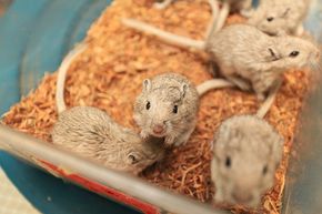 不，你会没事的，老鼠!吃了这药，再睡一会儿!＂width=