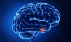 Science of anatomy reveals cerebellum's healthcare role.