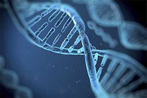 Unlike a cell's atoms and molecules which are constantly changing, the DNA remains the same from the day of a cell’s birth.