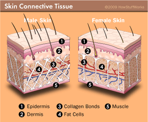 Skin connective tissue