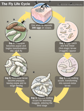 stages of decaying human body