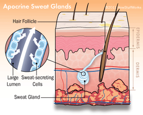 Apocrine sweat gland