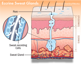 Eccrine sweat gland