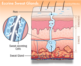 How Body Odor Works