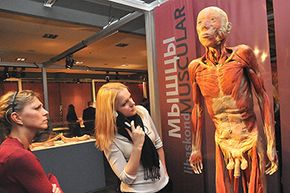 Visitors view a full body human specimen during a &quot;Body Worlds&quot; exhibition, which features real human bodies and organs donated to medical science and preserved using &quot;plastination.&quot;
