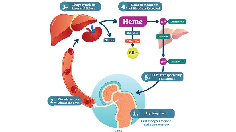 red blood cell life cycle