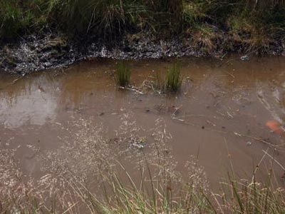 Creating a bog in your yard is hard work, but with a little dedication you can maintain one that looks natural.