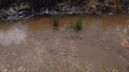 How Bog Gardens Work