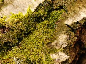 Many gardeners use several varieties of moss for their bogs.
