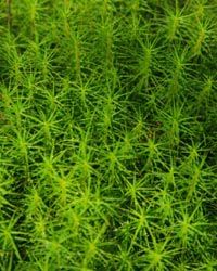 Sphagnum moss is one of the most common plants found in bog gardens.