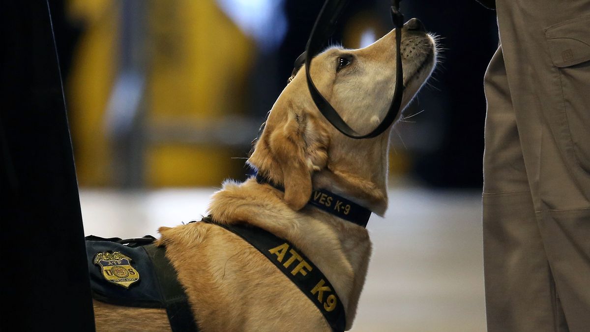 are drug dogs and bomb dogs the same