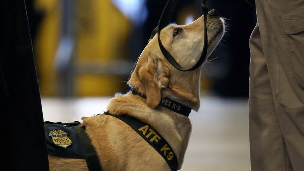 bomb-sniffing dog