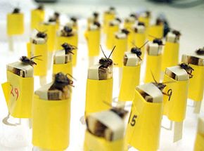 At Los Alamos National Laboratory, these bees are harnessed and ready to be trained.