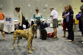 Bomb-sniffing dog in airport