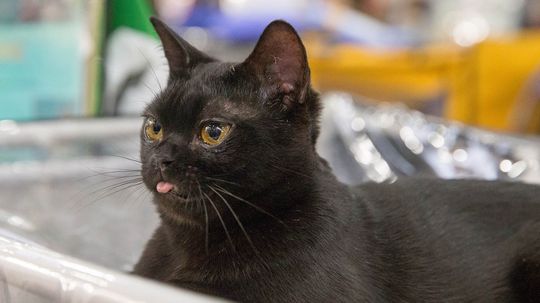 Is My Black Cat a Bombay Cat?