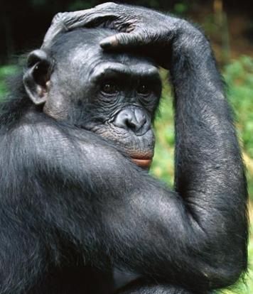 Bonobo Chimpanzees 