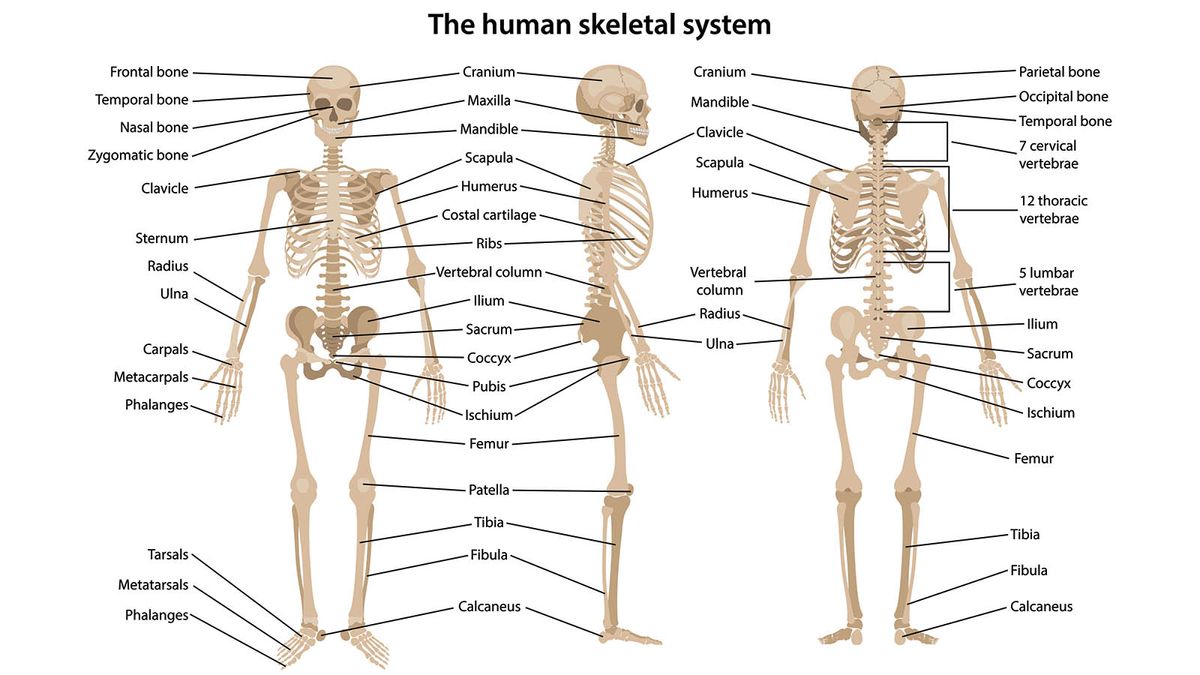 human bone structure