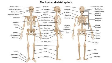 How Bones Work | HowStuffWorks - Vimarsana News