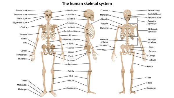 How Many Bones Are in the Human Body and Other Skeletal Facts