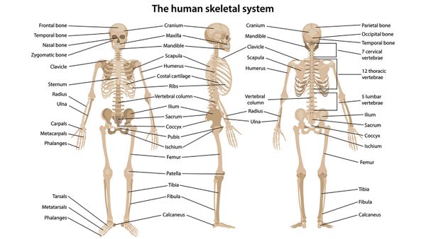 human skeleton