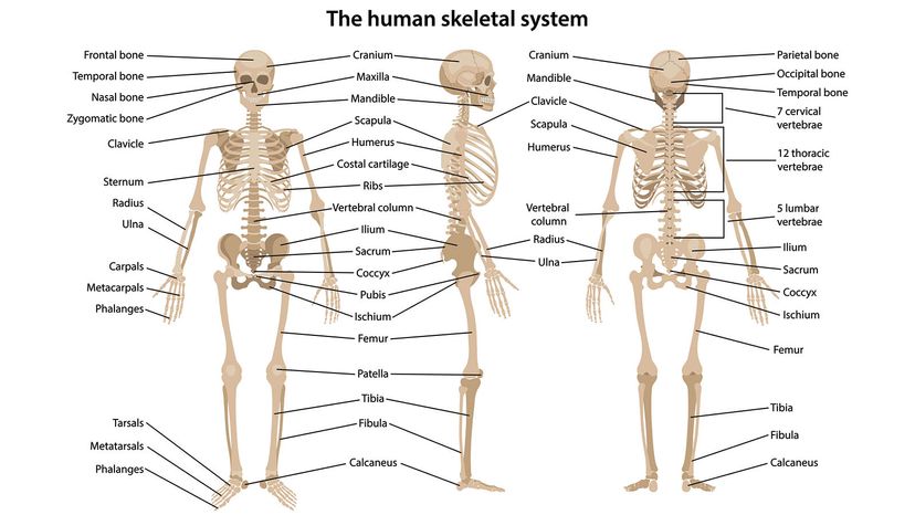 Human Skeleton Diagram – Tim's Printables